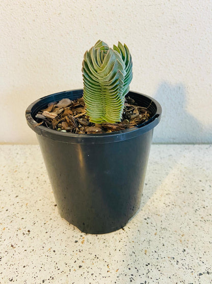 Crassula Buddha's Temple