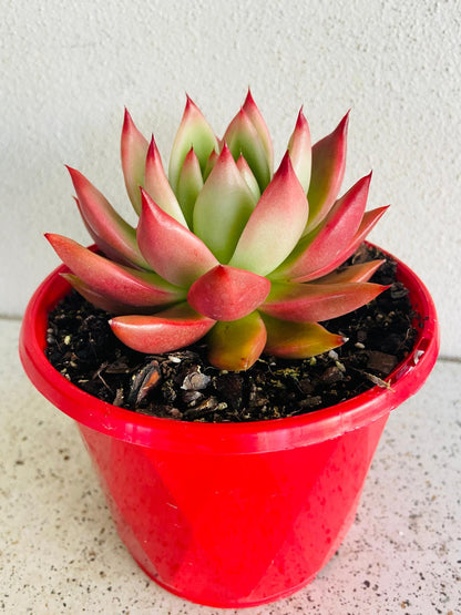 Echeveria Frank Reinelt