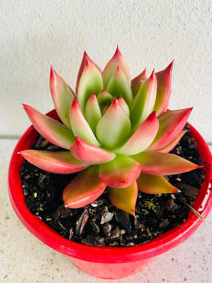 Echeveria Frank Reinelt