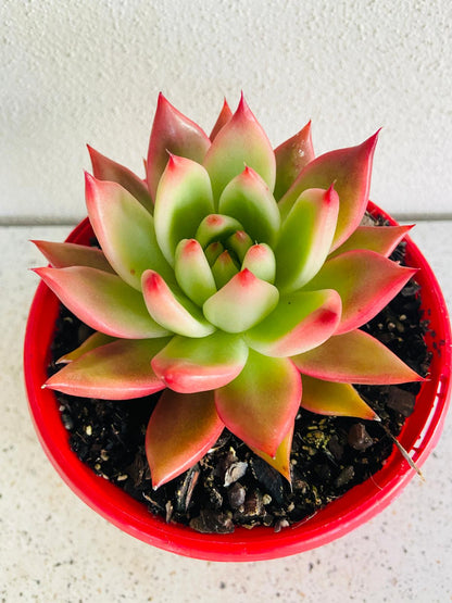 Echeveria Frank Reinelt