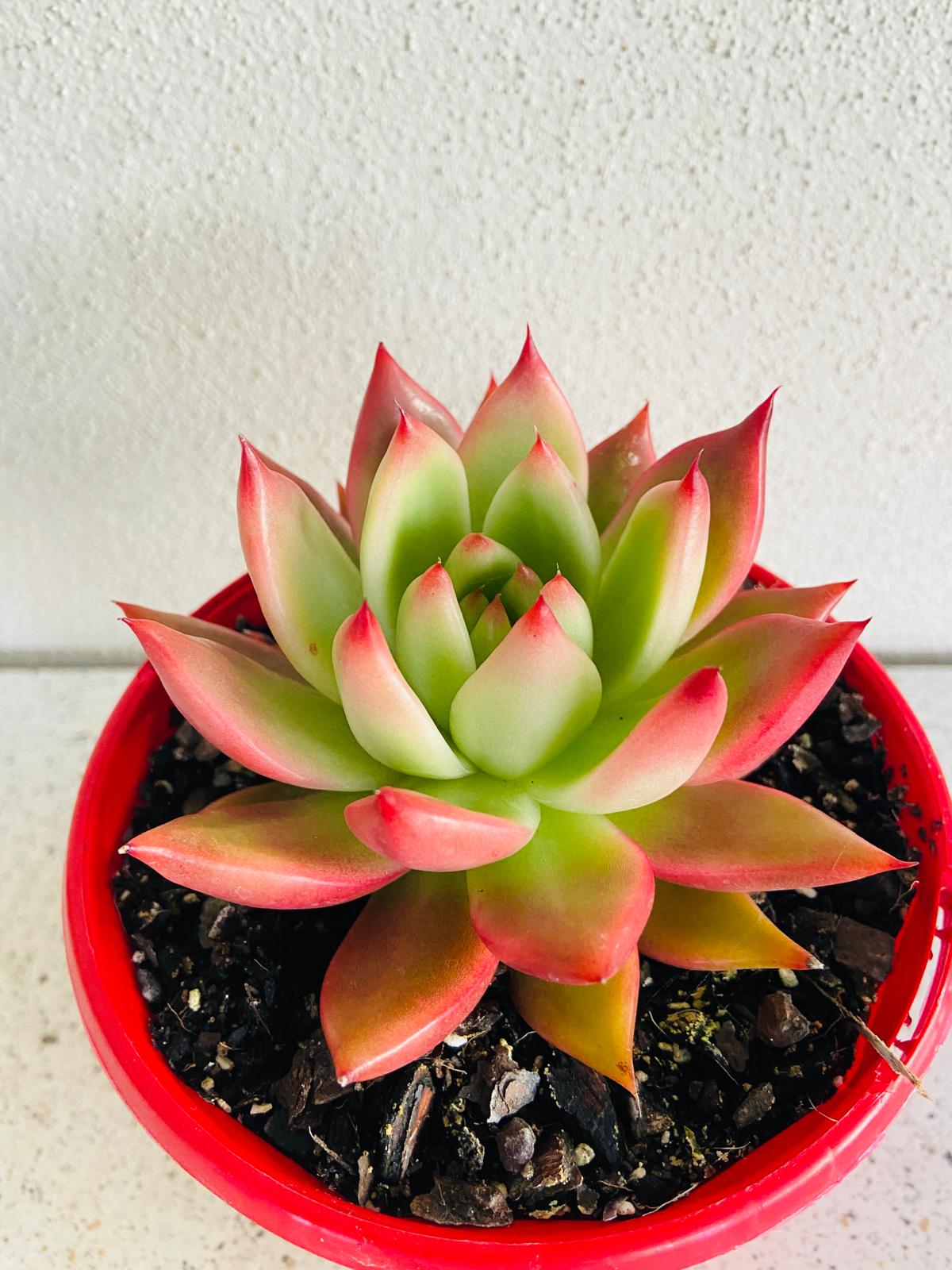 Echeveria Frank Reinelt