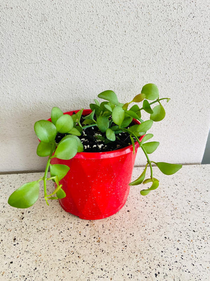 Dischidia Nummularia plant in a hanging basket available for purchase in Australia, perfect for indoor decor.