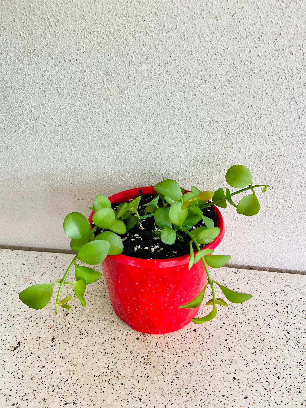 Healthy String of Nickels plant for sale, displayed in a bright indoor setting, demonstrating its trailing vines.