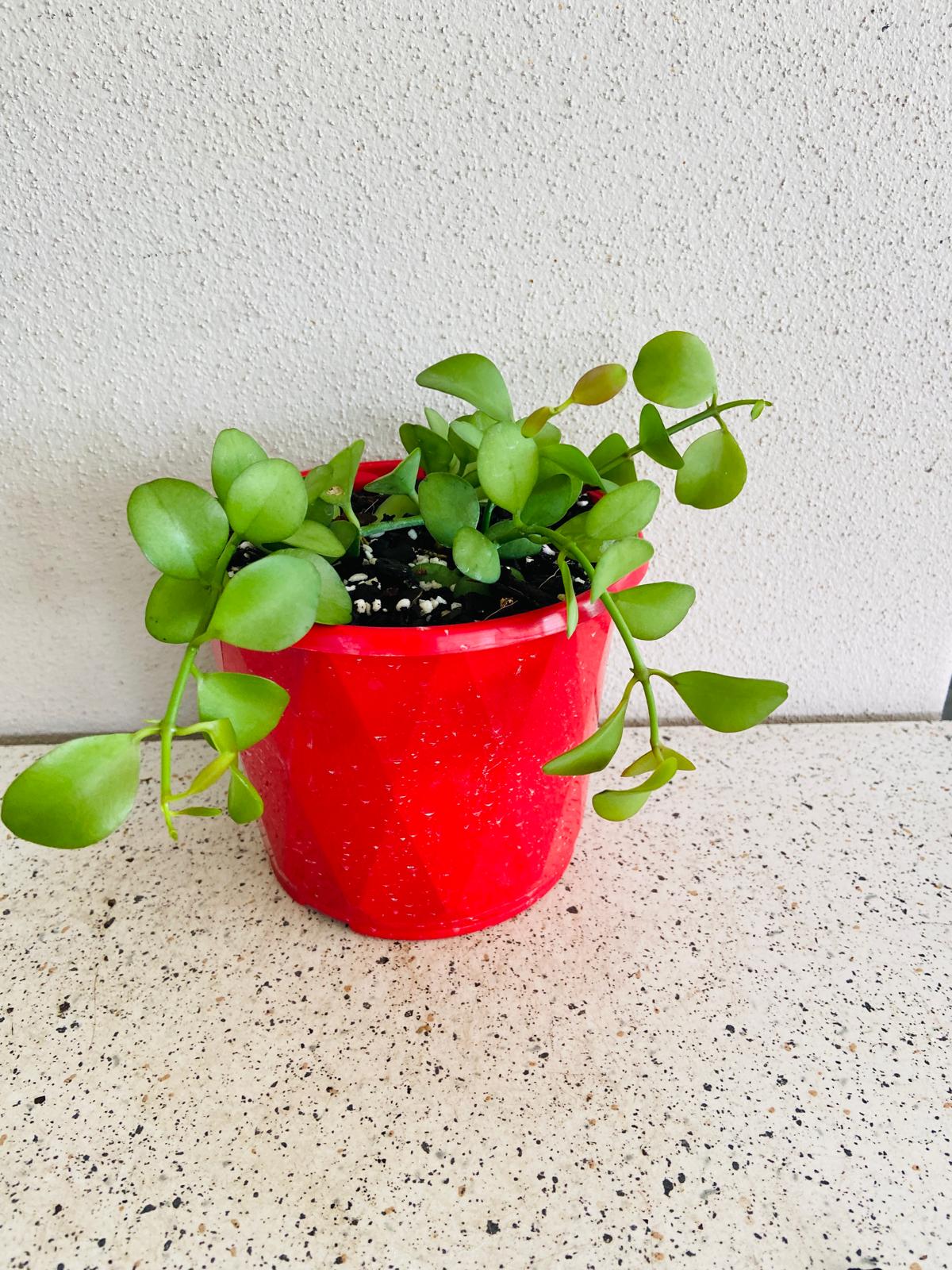 Buy String of Nickels online, featured in a 130mm pot, ready for shipping across Australia.