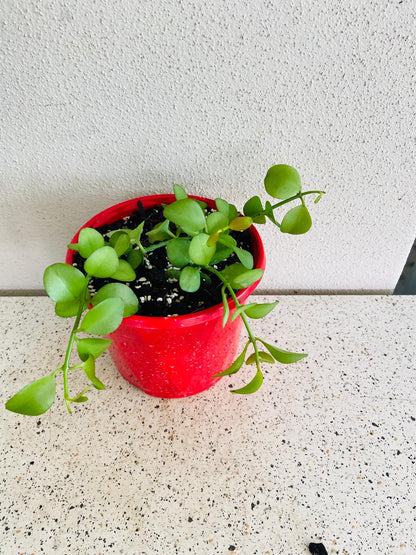 String of Nickels thriving in well-draining soil, emphasizing the plant's low water needs suitable for Australian climates.