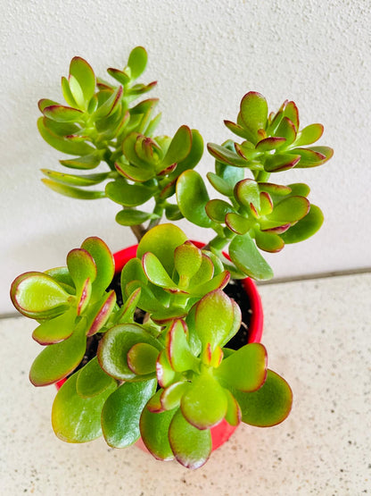 Crassula Ovata Minima