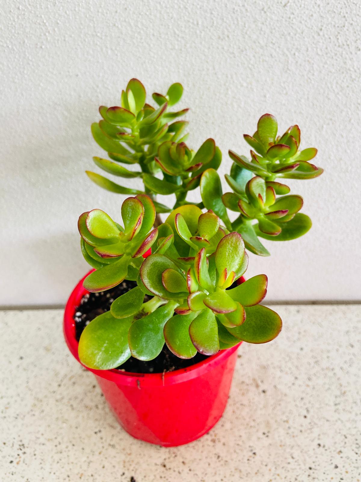 Crassula Ovata Minima