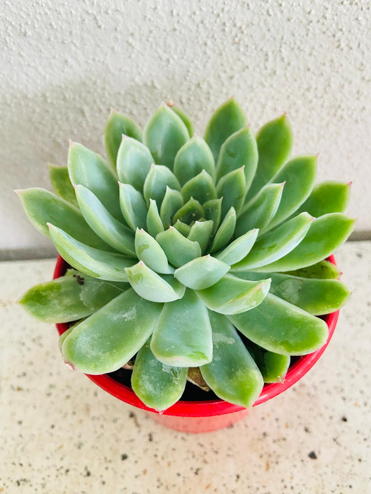 Echeveria Elegans "Mexican Snowball"