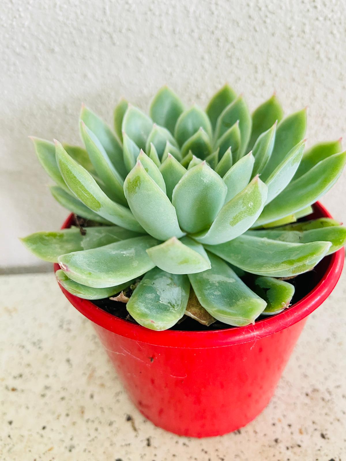 Echeveria Elegans "Mexican Snowball"