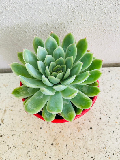 Echeveria Elegans "Mexican Snowball"