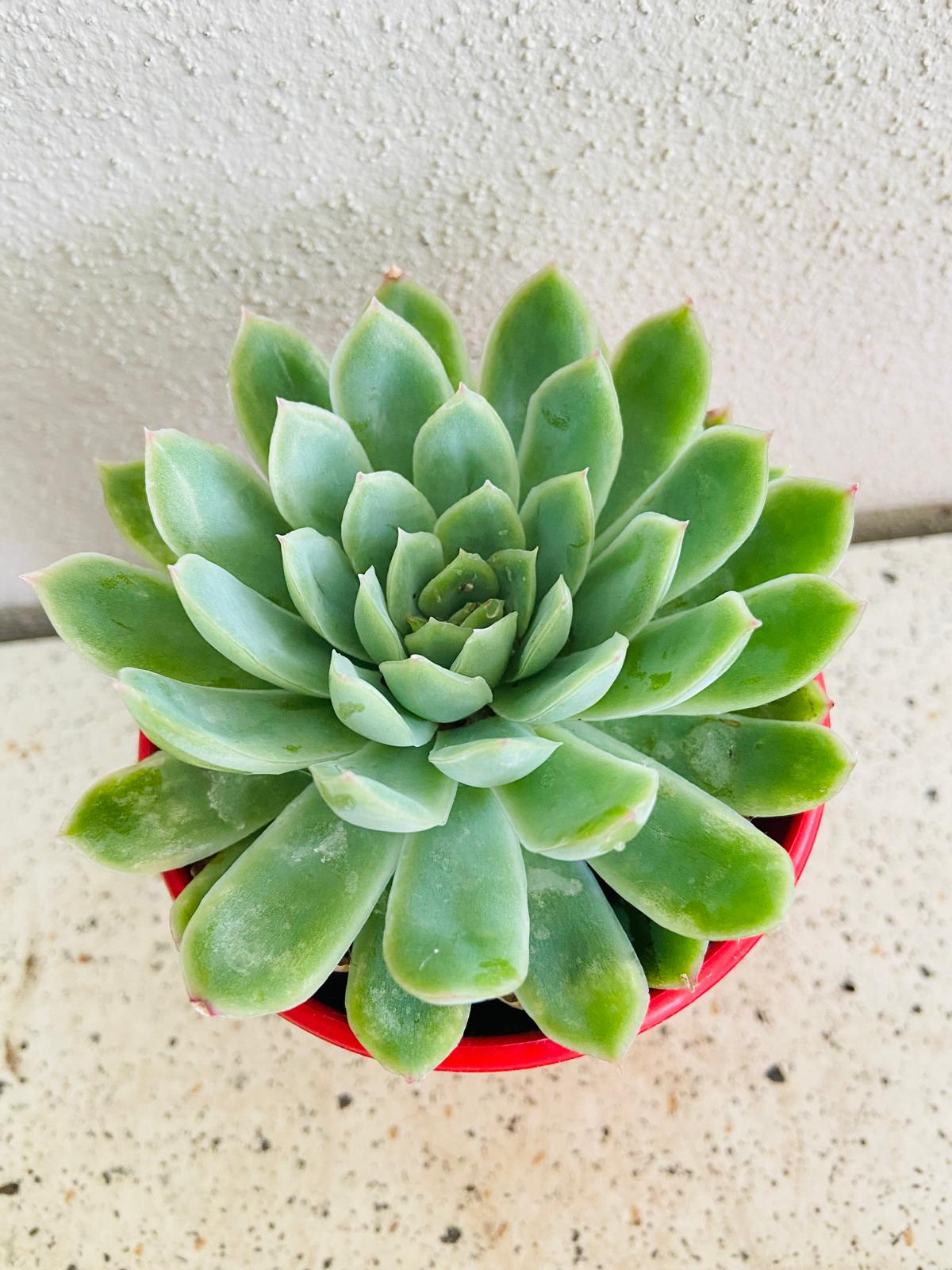 Echeveria Elegans "Mexican Snowball"