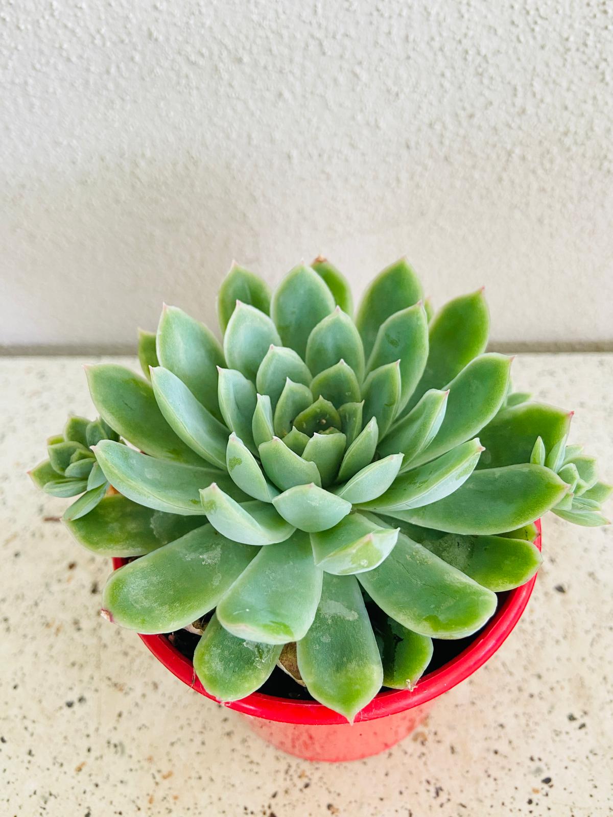 Echeveria Elegans "Mexican Snowball"