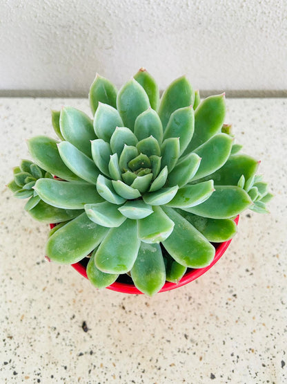 Echeveria Elegans "Mexican Snowball"