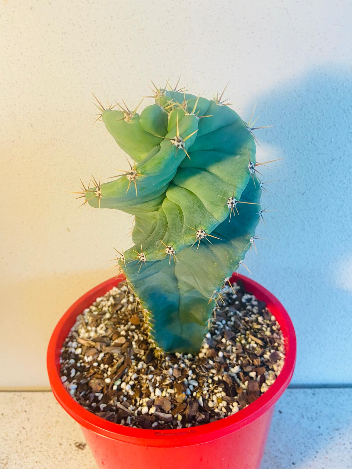 Cereus Spiralis