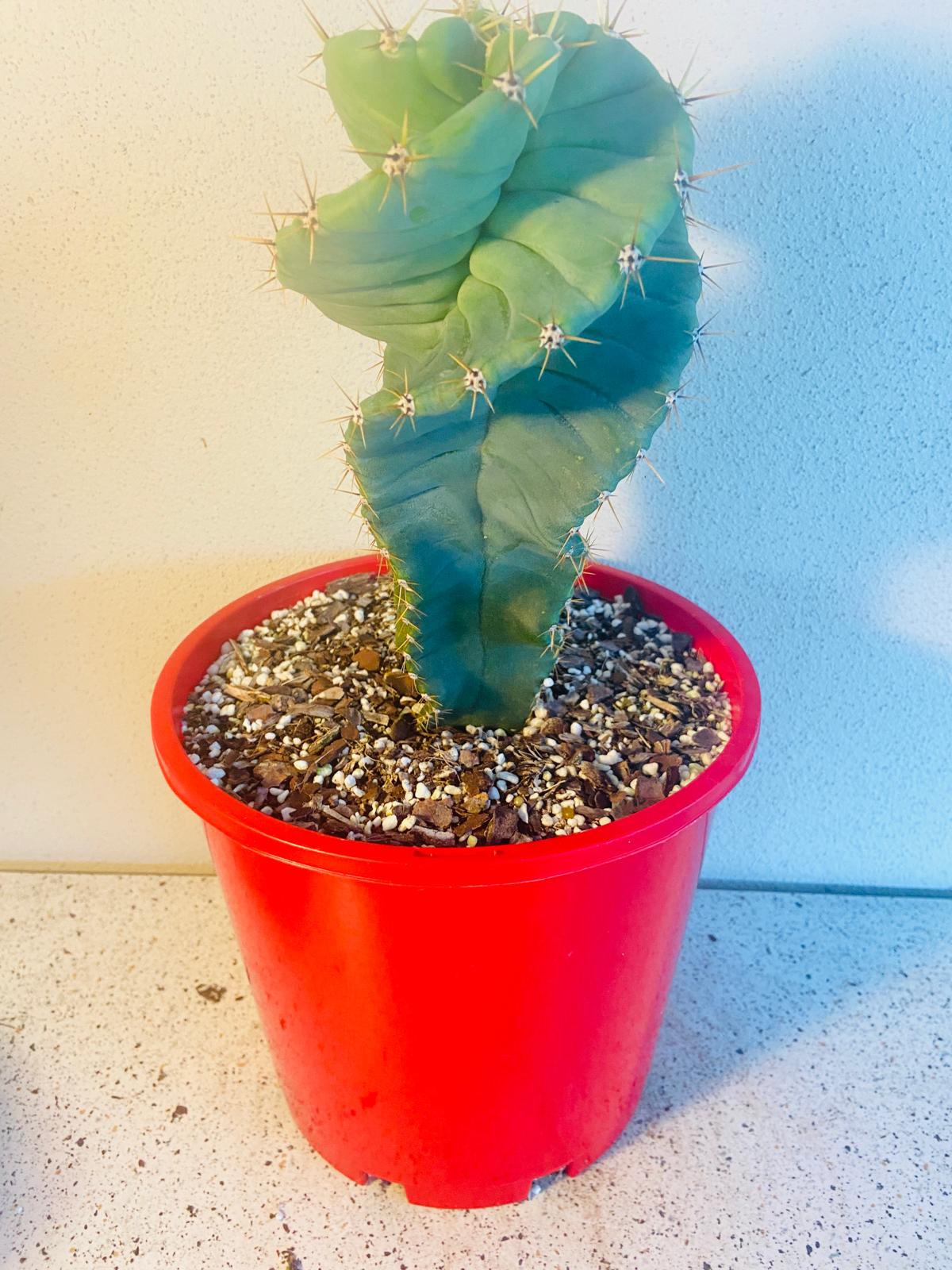 Cereus Spiralis