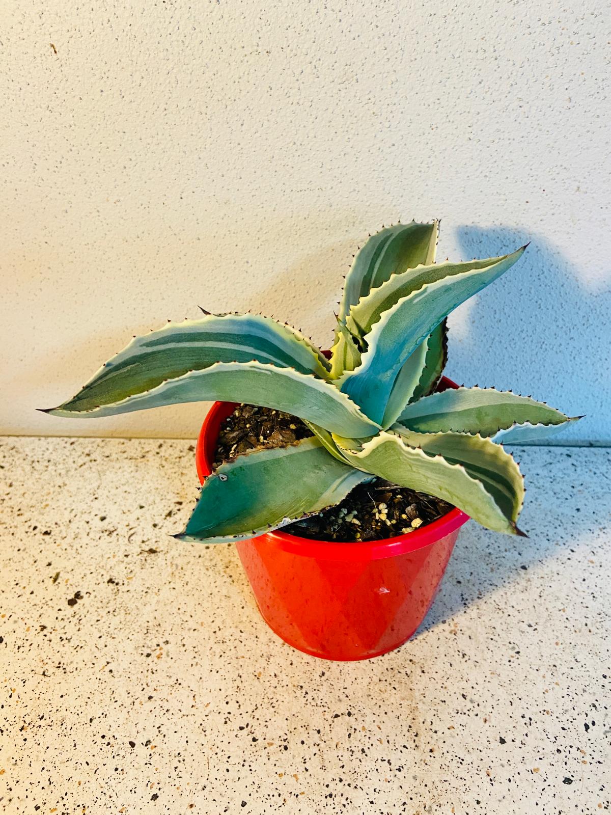 Agave Gypsophila Ivory Curls