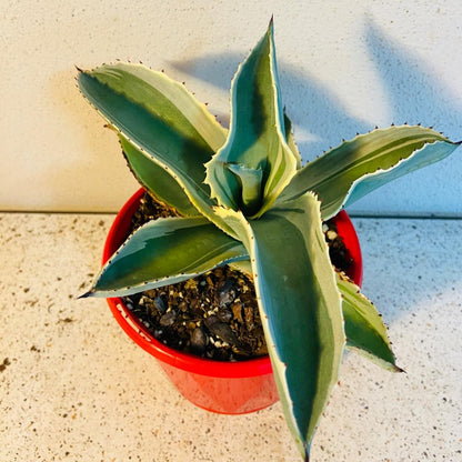 Agave Gypsophila Ivory Curls