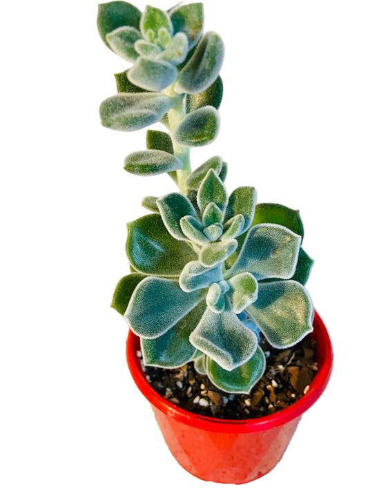 Echeveria Setosa Rose and Purpus Pulvinata 'Frosty'