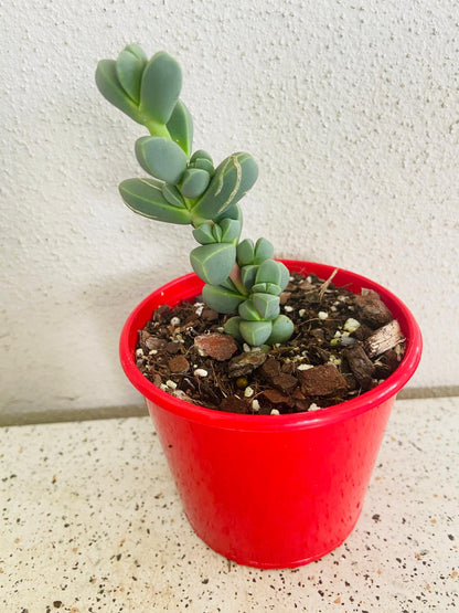 Delosperma Lehmanni