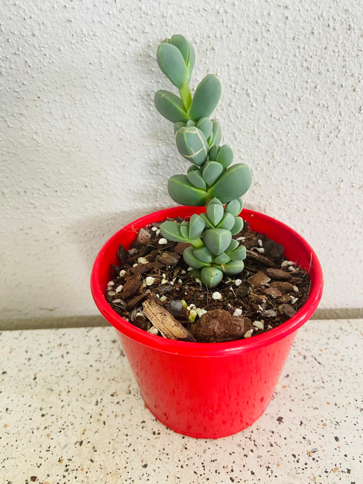 Delosperma Lehmanni