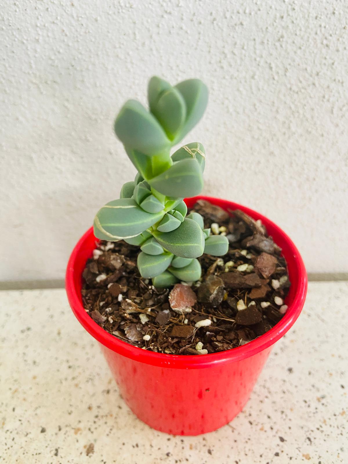 Delosperma Lehmanni