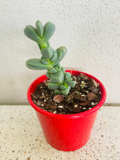 Delosperma Lehmanni