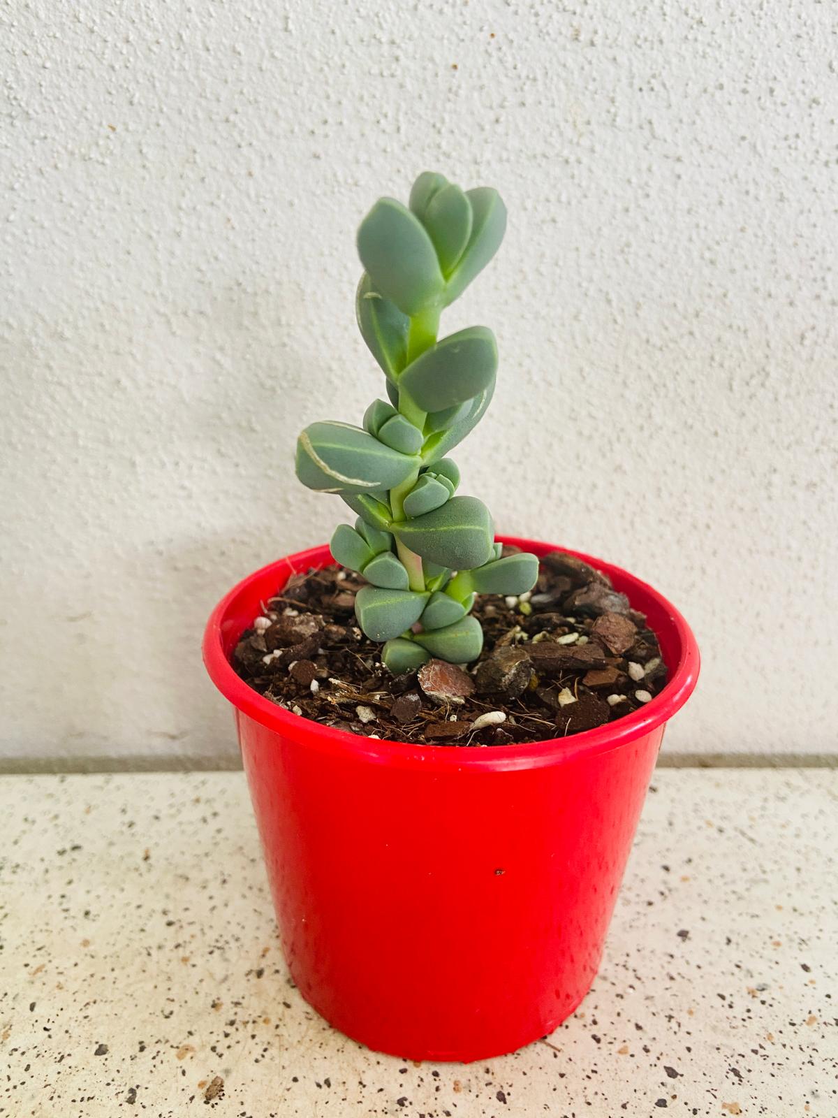 Delosperma Lehmanni