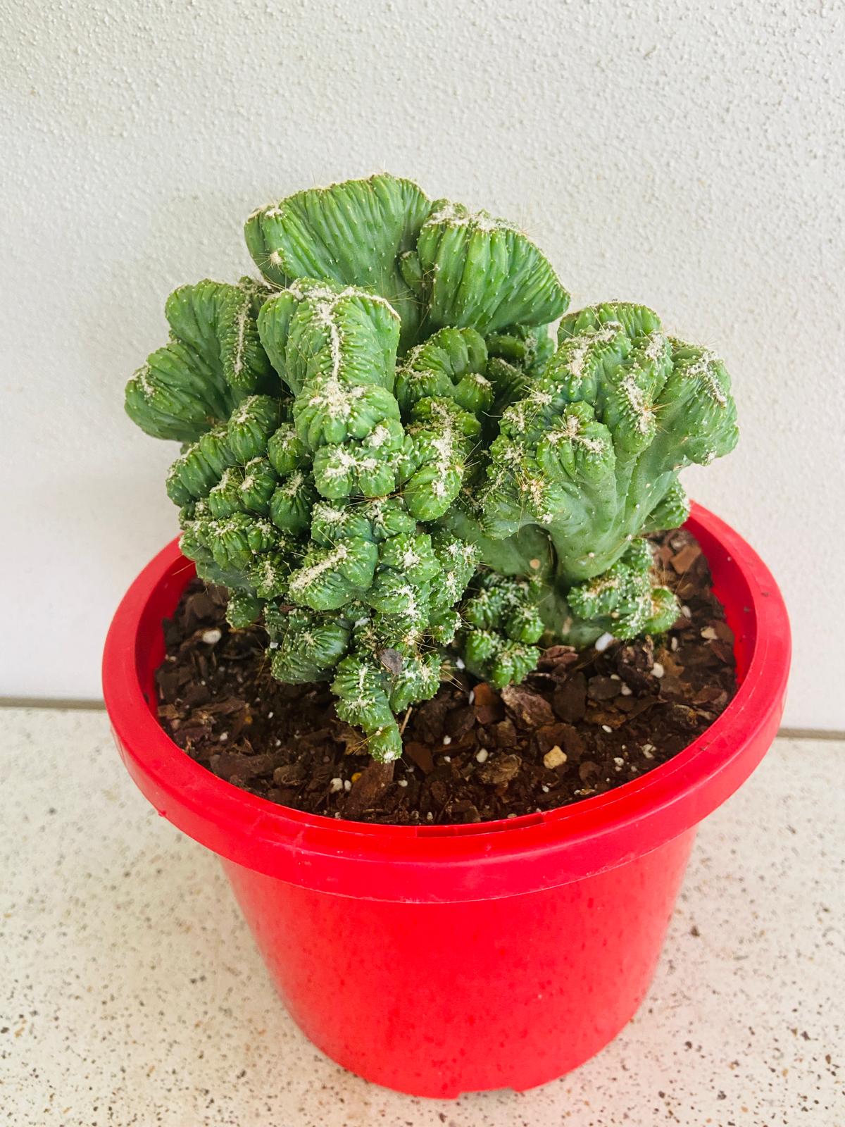 thai succulents Cereus Thai Hybrid – Succulents World