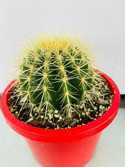 Cacti- Golden Barrel Cactus- Echinocactus Grusonii