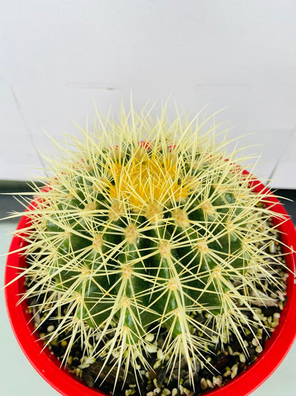 Cacti- Golden Barrel Cactus- Echinocactus Grusonii