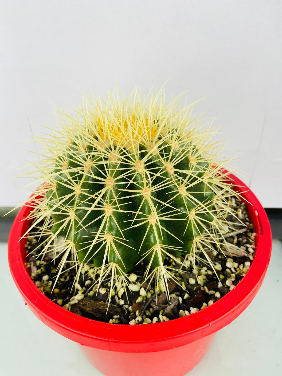 Cacti- Golden Barrel Cactus- Echinocactus Grusonii