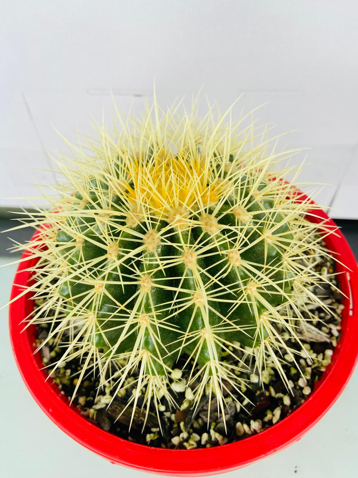 Cacti- Golden Barrel Cactus- Echinocactus Grusonii