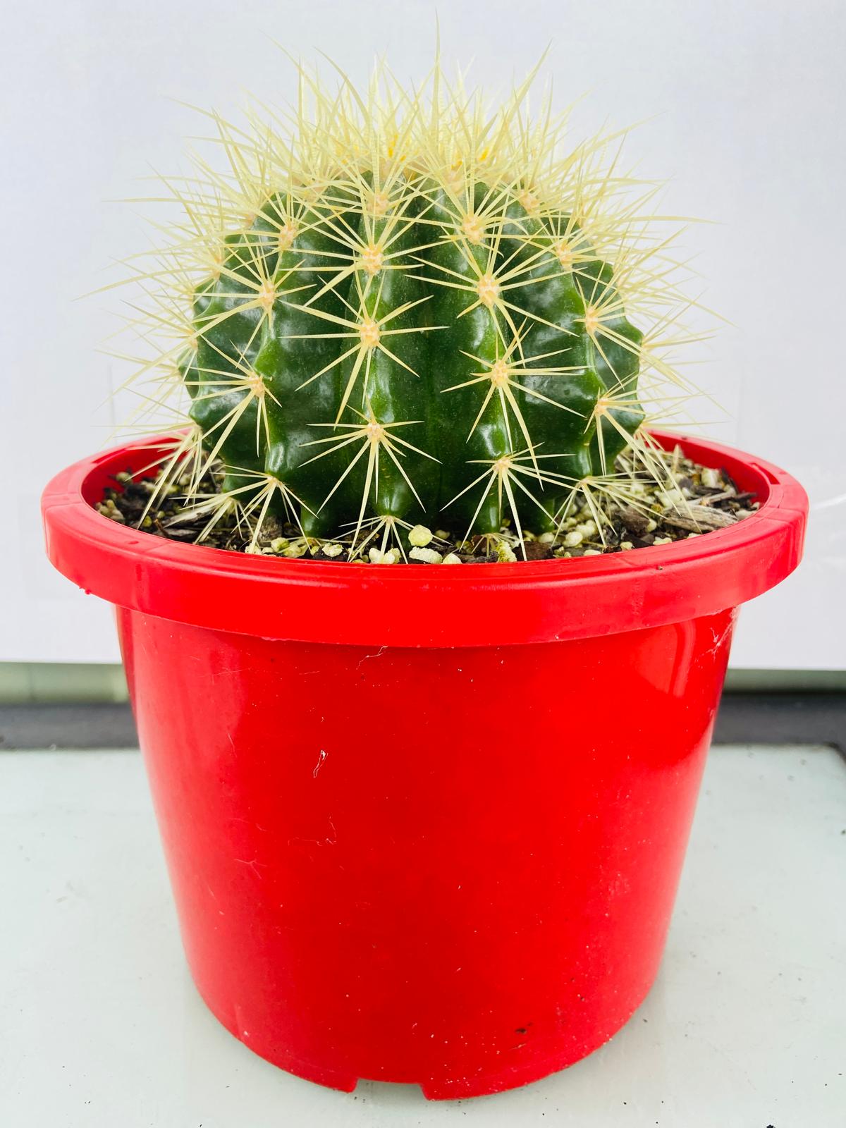 Cacti- Golden Barrel Cactus- Echinocactus Grusonii