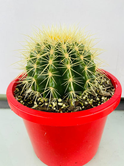 Cacti- Golden Barrel Cactus- Echinocactus Grusonii