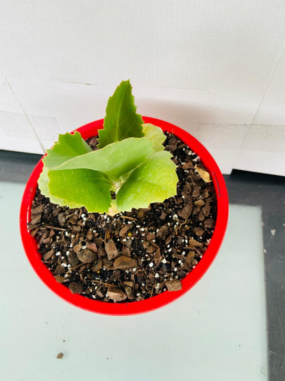 Cyphostemma Juttae