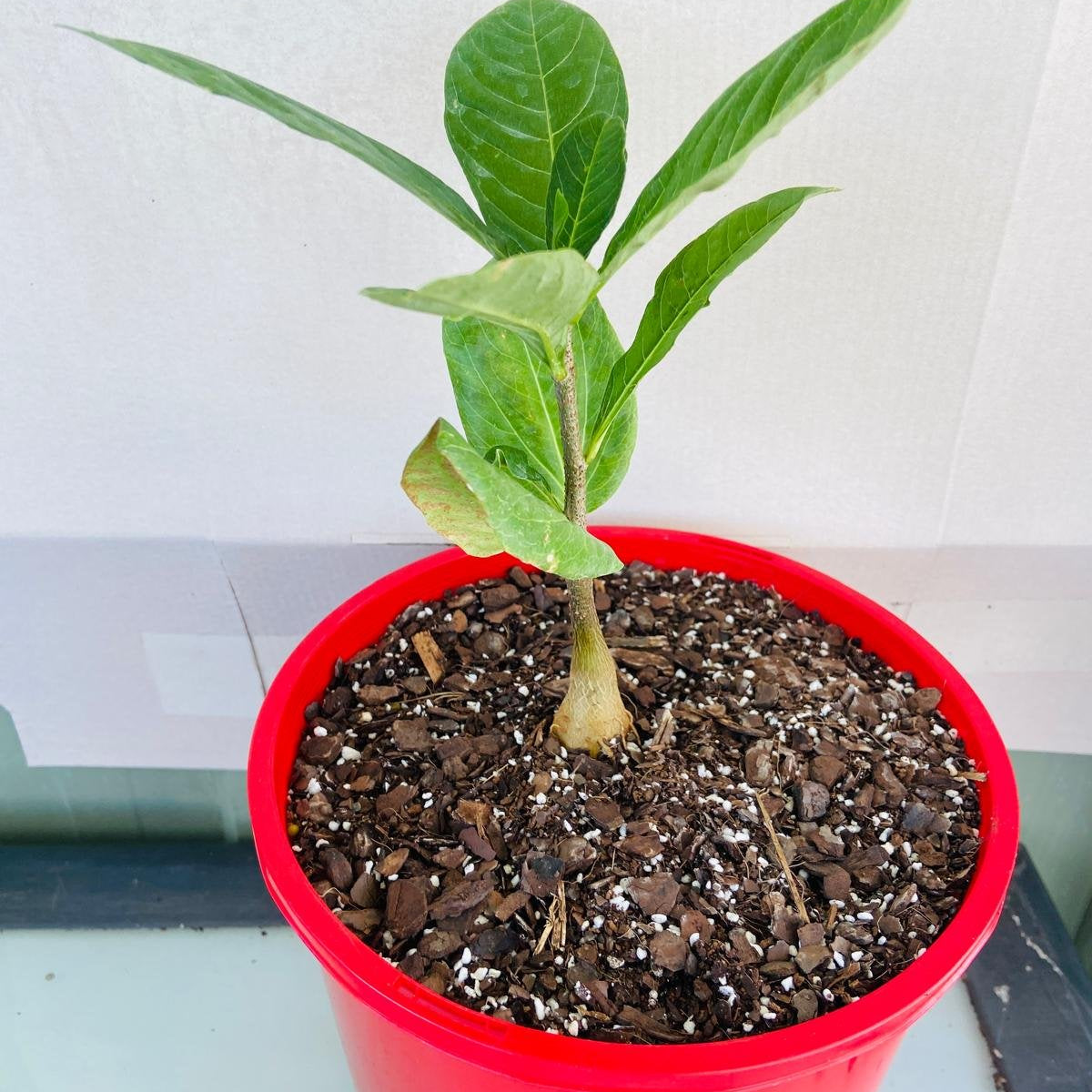 baobab succulent Baobab Adasonia Digitata – Succulents World