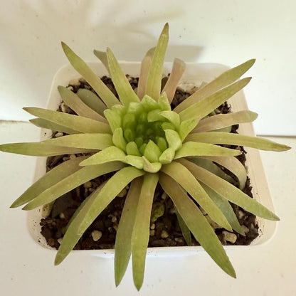 Haworthia Kikuhigasa