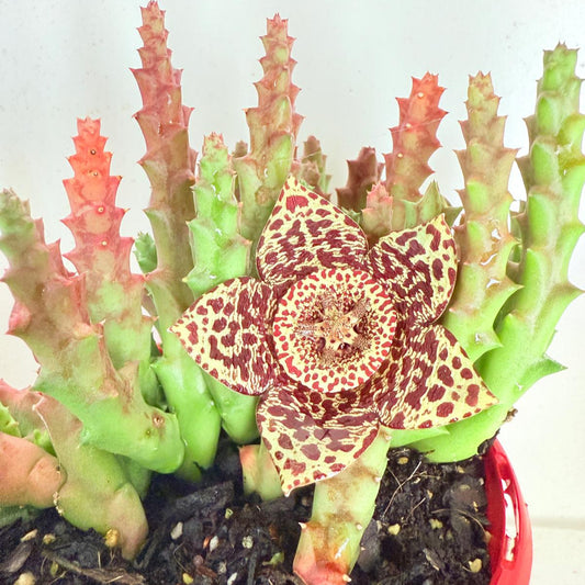 Stapelia Variegata