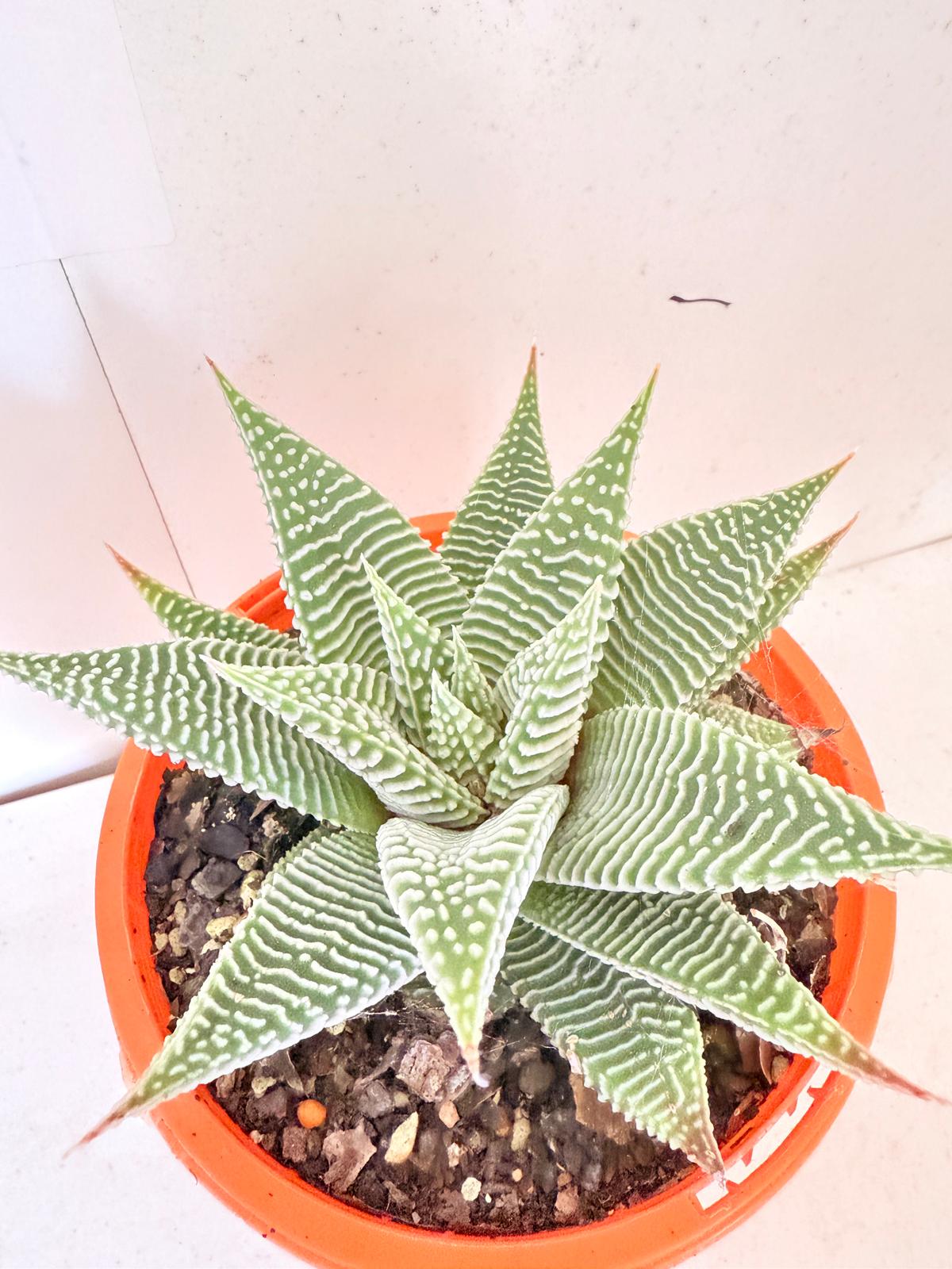 Haworthia Spider White 130mm
