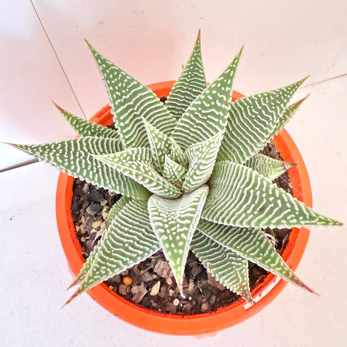 Haworthia Spider White 130mm