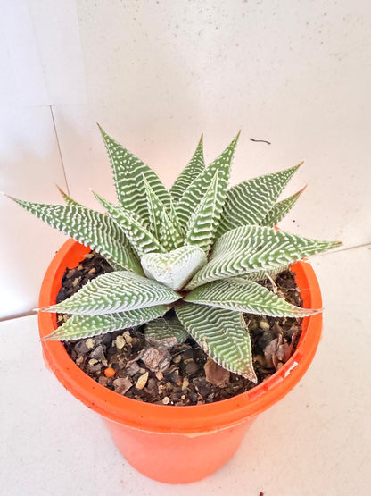 Haworthia Spider White 130mm