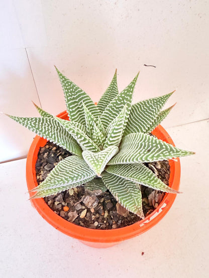 Haworthia Spider White 130mm