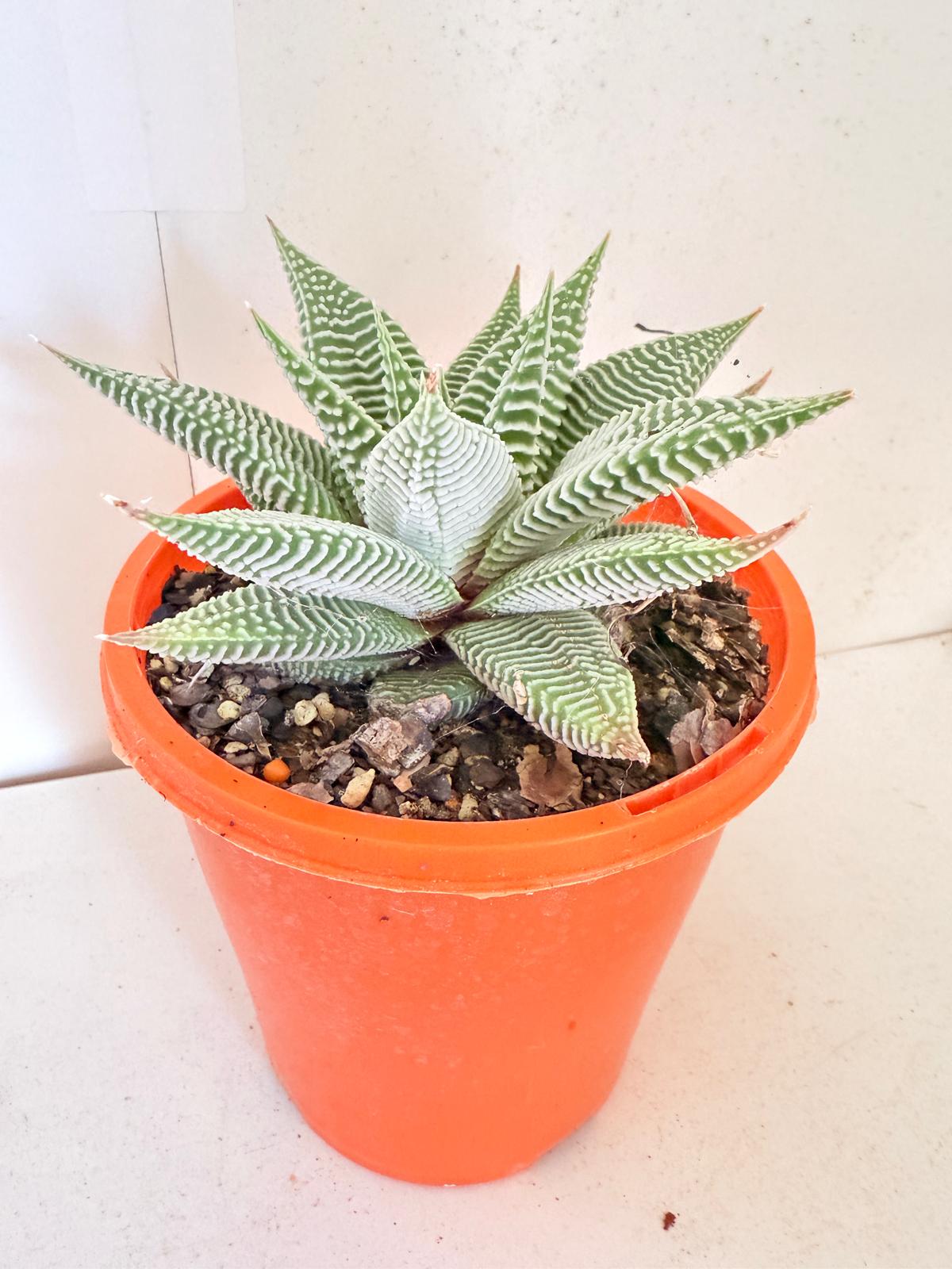 Haworthia Spider White 130mm