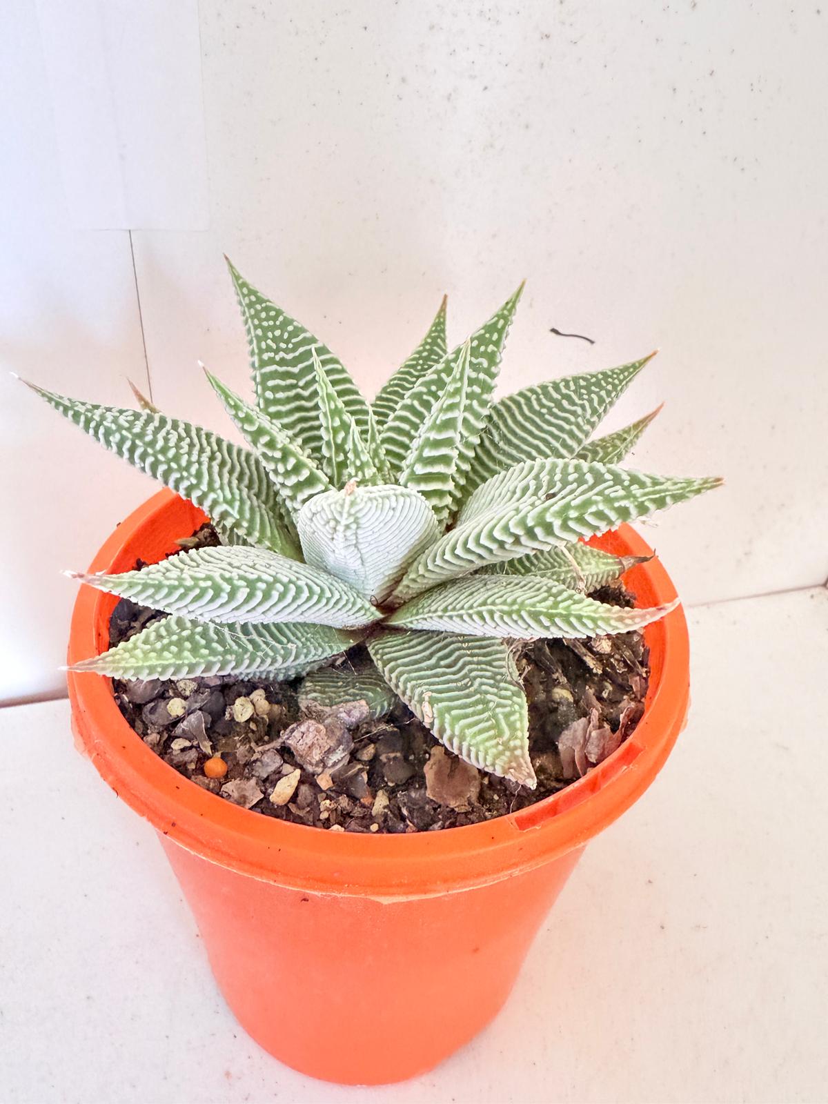 Haworthia Spider White 130mm