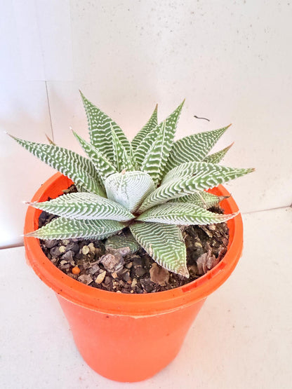 Haworthia Spider White 130mm