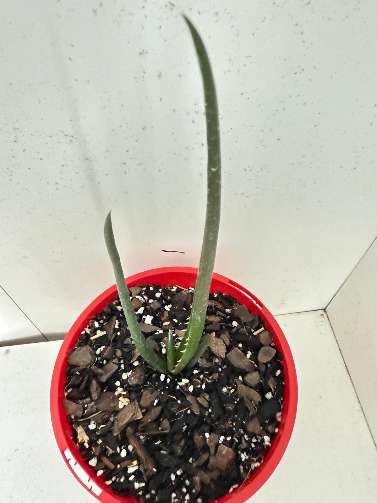 Aloe Barberae  130mm