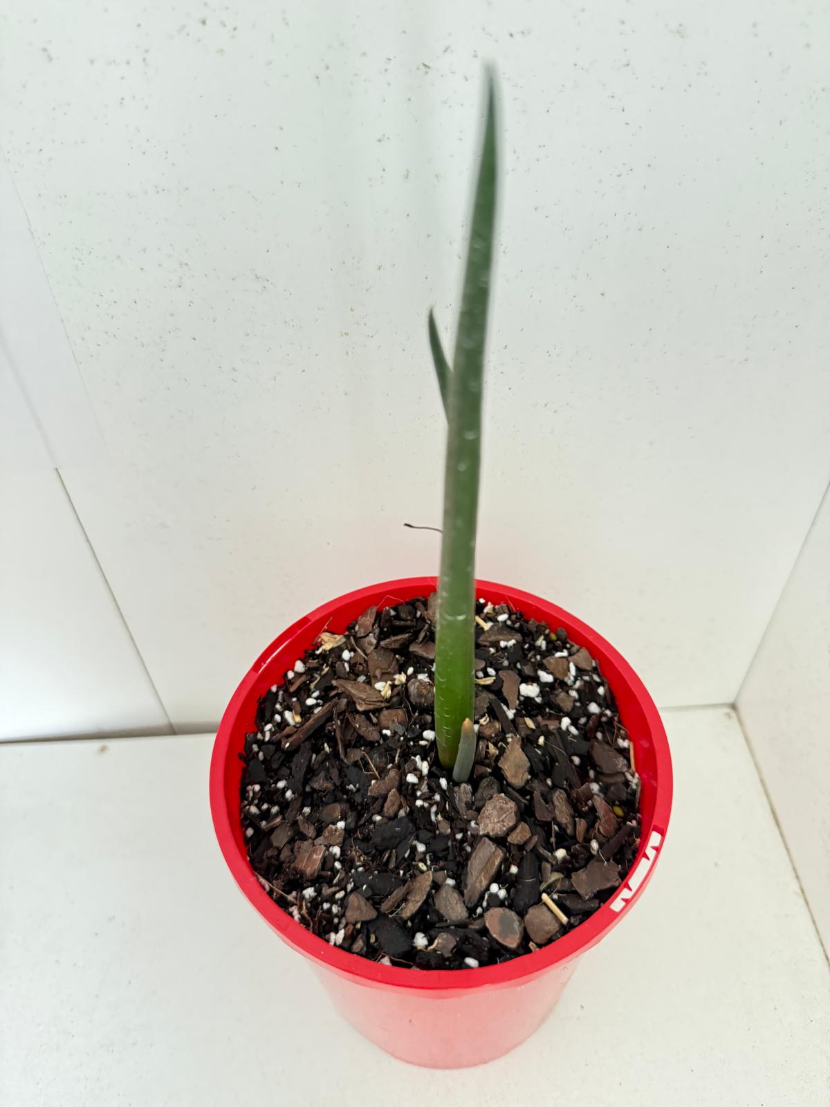 Aloe Barberae  130mm
