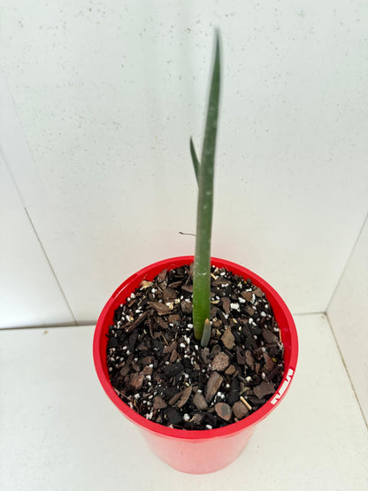 Aloe Barberae  130mm