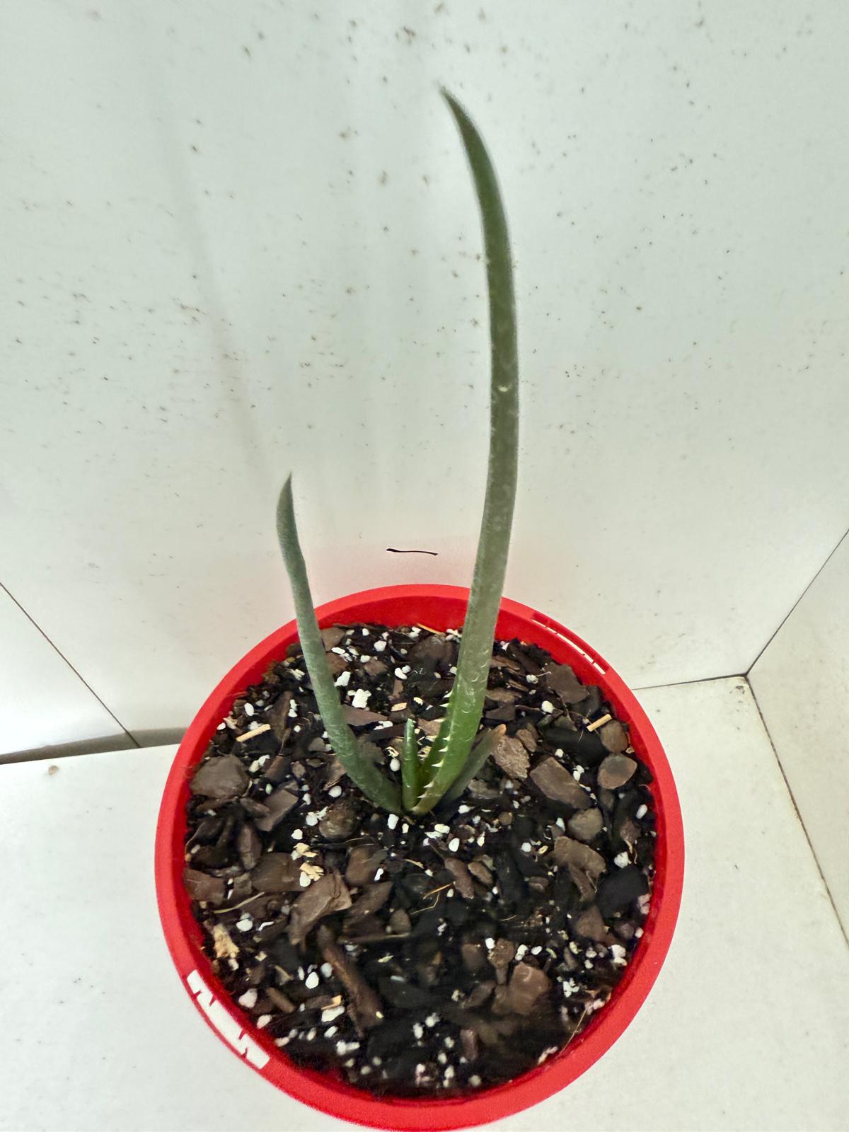 Aloe Barberae  130mm