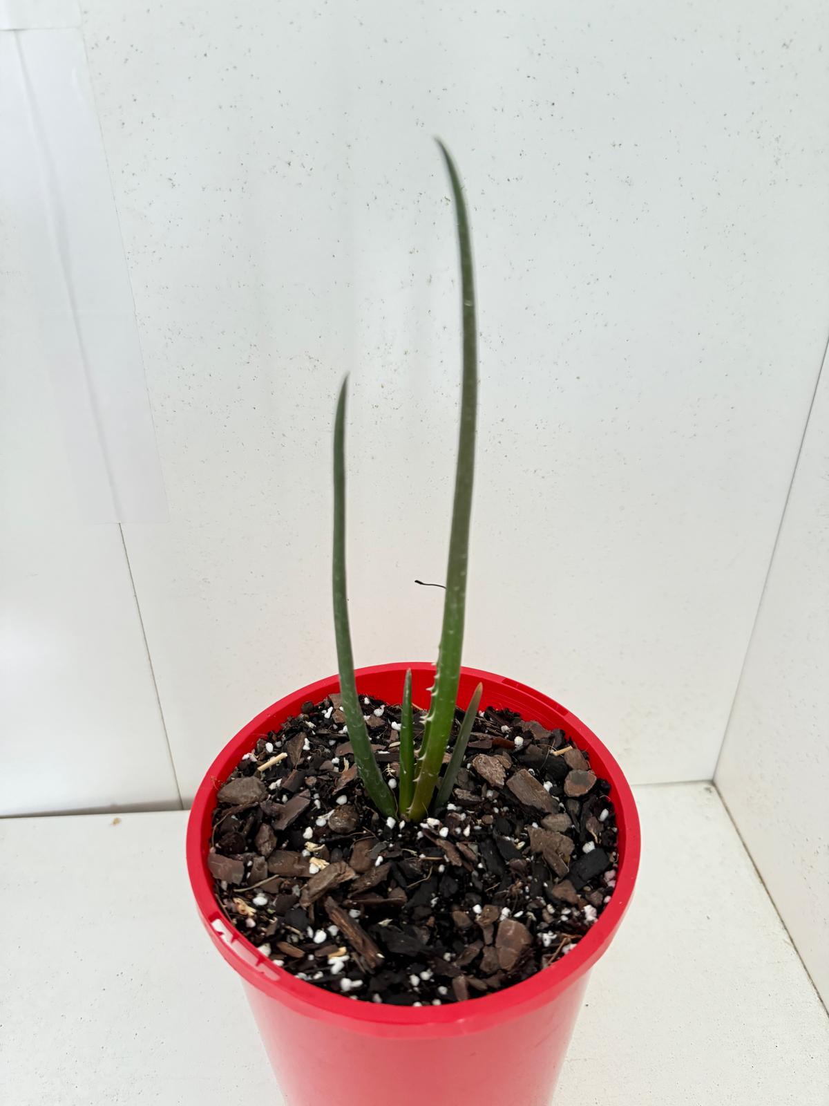 Aloe Barberae  130mm